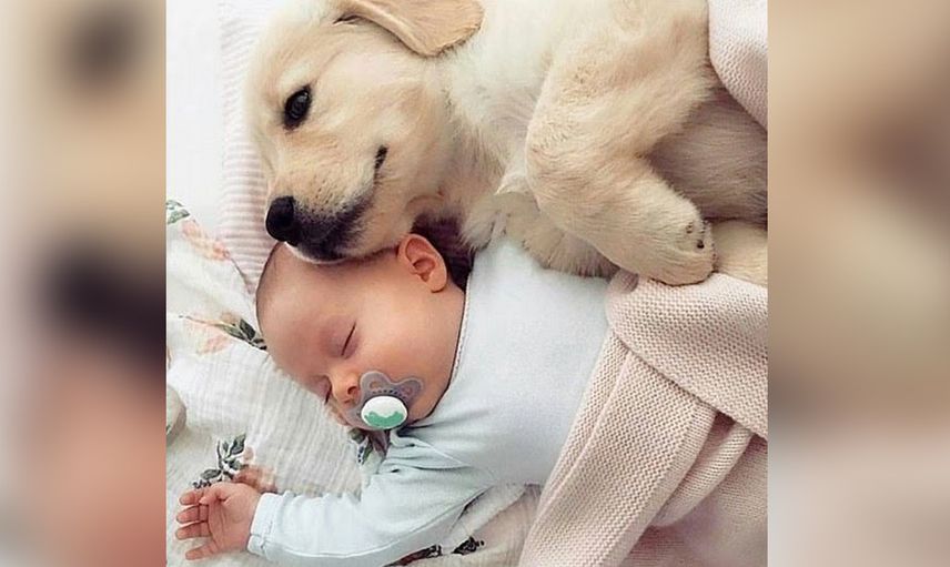 Köpekleri hamile kadının karnına bakıp havlamaya Başladı! Hastaneye gidince gerçeği öğrendiler