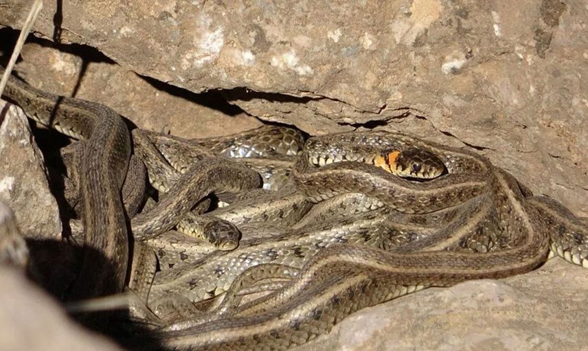 Hakkari'de korkutan olay! Yılanlar sürü halinde dolaşıyor