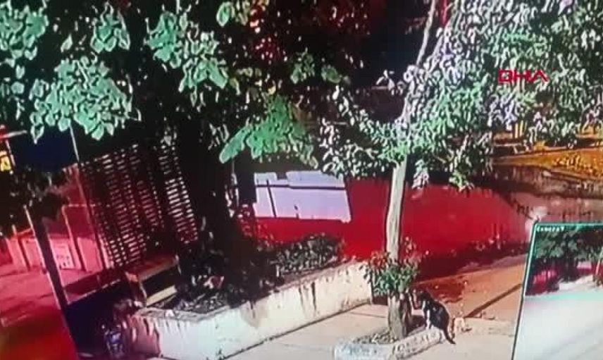 Üsküdar'da Kediyi İşkence Ederek Öldüren Şahıs Tutuklandı