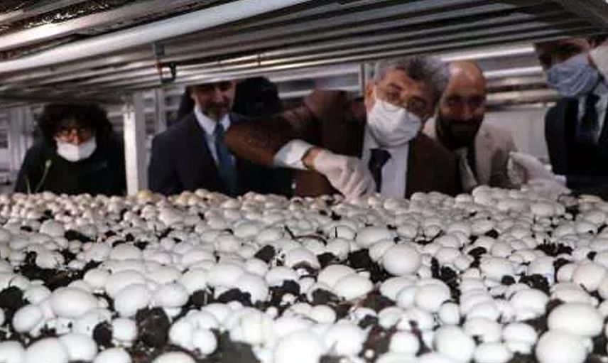 Mantar Tesisinde İlk Hasatta Dört Ton Üretim Elde Edildi