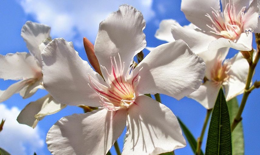 ZAKKUM ÇİÇEĞİ SUYU SEVER Mİ?
