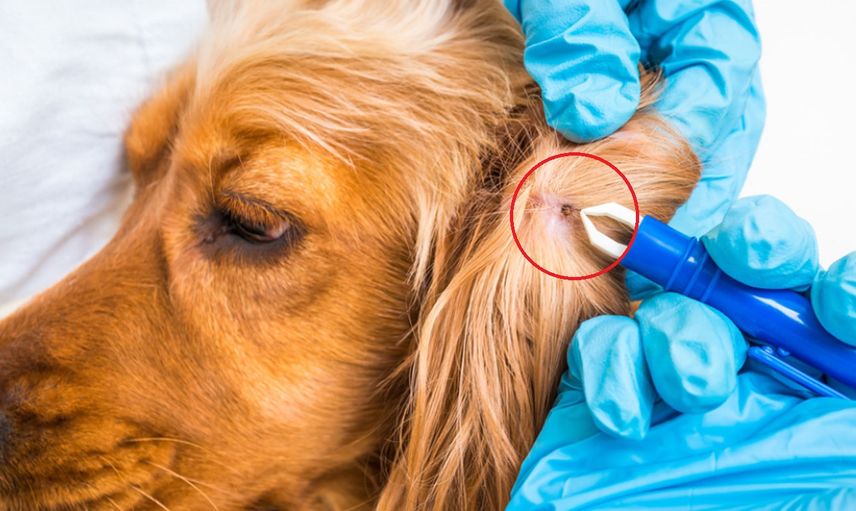 Veteriner köpeğin derisinden yüzlerce canlı kurdu tek hamlede çıkardı!