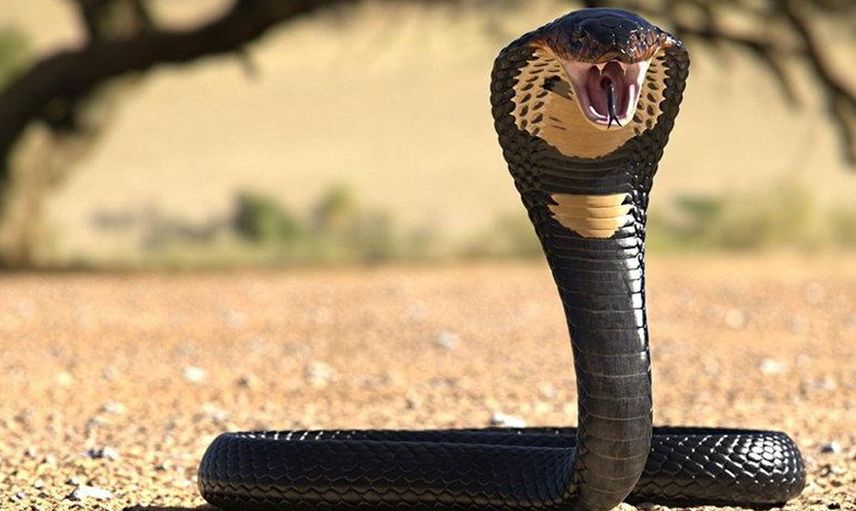Dünyanın korkulu rüyası geri döndü! 12 dakika içinde 22 insanı öldürüyor