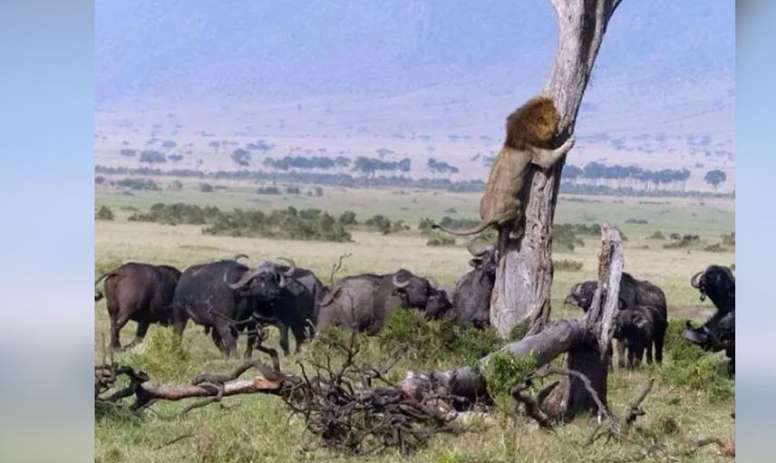 Ormanların kralının zor anları! Aslan öyle durumlarla karşı karşıya kaldı ki geyik haline üzüldü gel beni ye dedi