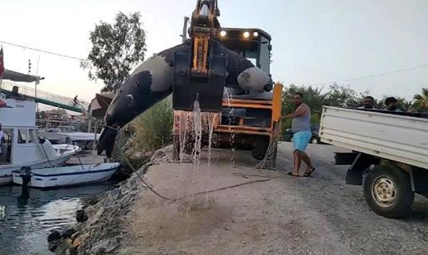Muğla’da Nesli Tükenme Tehlikesi Olan Ölü Foka Otopsi Yapılacak
