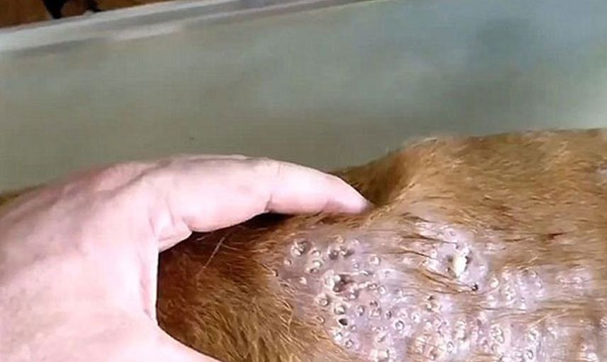 Veteriner köpeğin derisinden yüzlerce canlı kurdu tek hamlede çıkardı!