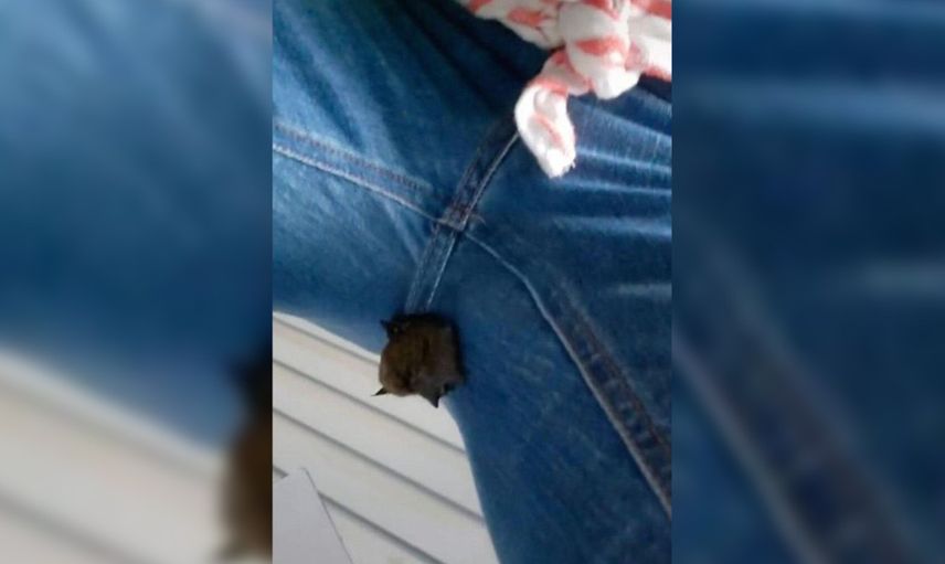 Eve gelen kadının bacak arasından yarasa çıktı!