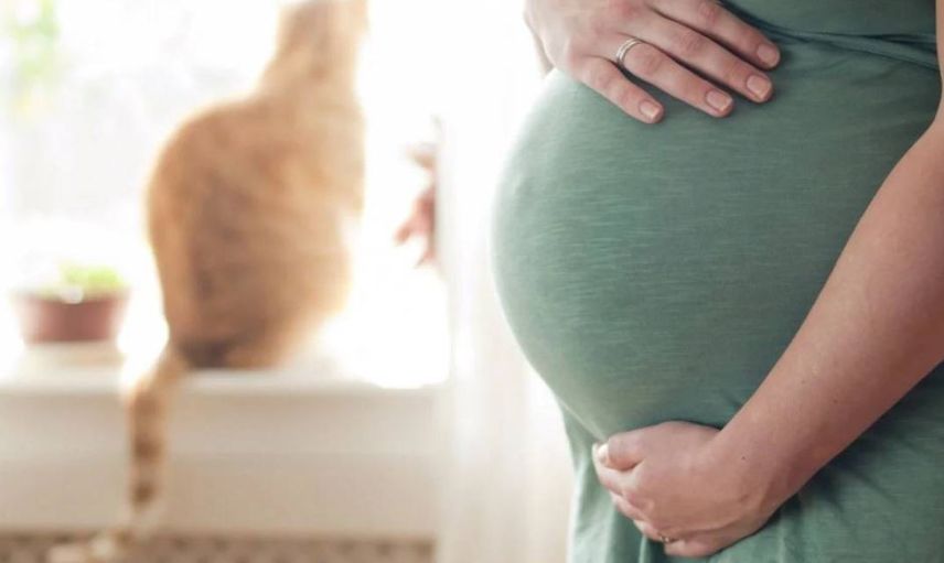 Kedilerden Bulaşan Toksoplazma Nedir?
