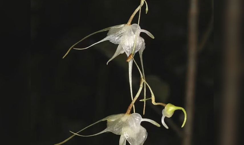 "Aeranthes Bigibbum" 
