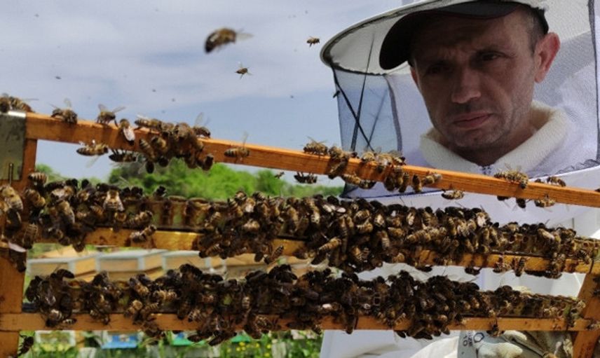 Bursa'da Arı Sütünün Kilosu 8 Bin TL'den Satılıyor