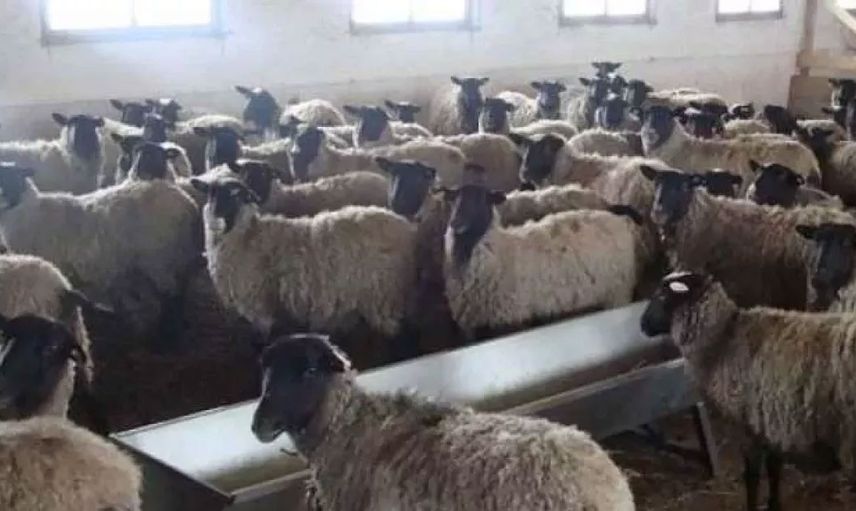 Kaşla göz arasında koyun sürüsü telef oldu çoban olanlara anlam veremedi hayatının şokunu yaşadı