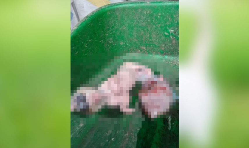 Kehanet söylentileri doğru çıktı! Ortaya çıkan o yaratık herkese korku saldı