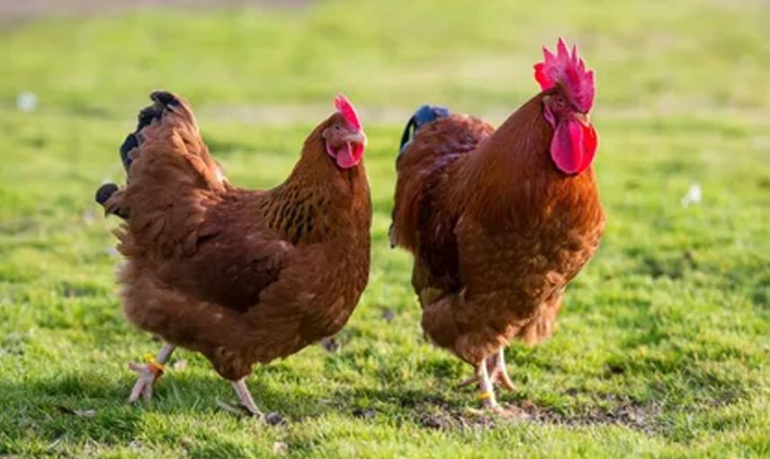 Çanakkale'de arkadaşından gördüğü tekniği uyguladı tavuklarına maydanoz yedirdi sonrasında olanlar herkesi şok etti