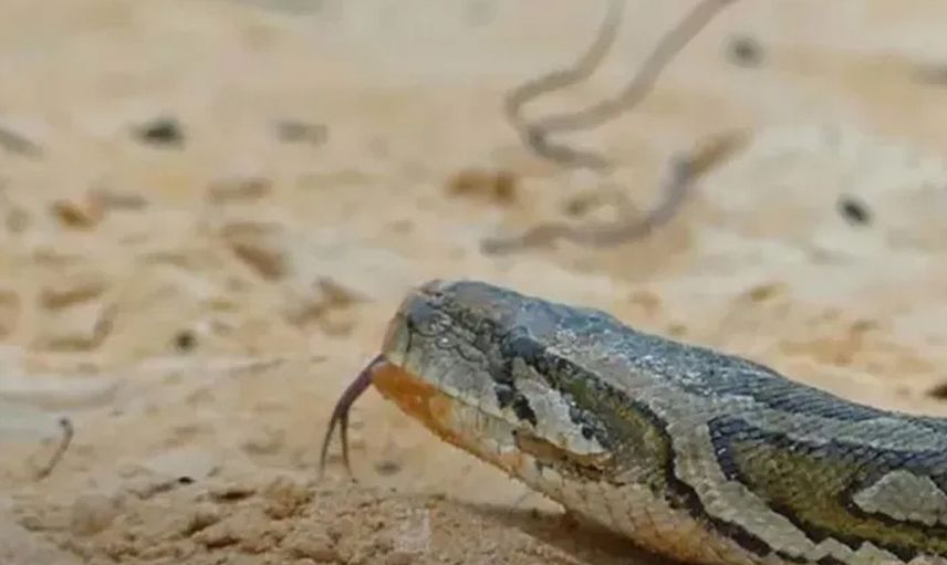 Anne tavuğun pitona karşı yavrularını koruyuşu sosyal medyada gündem oldu
