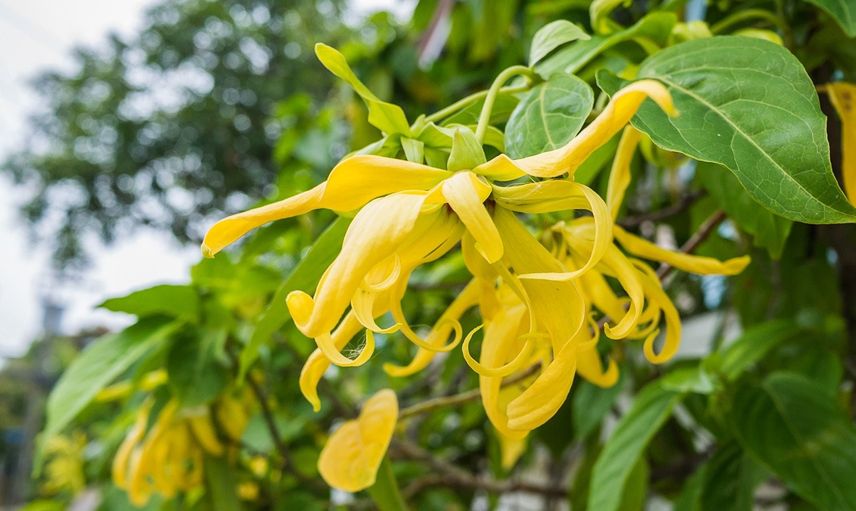 Ylang Ylang