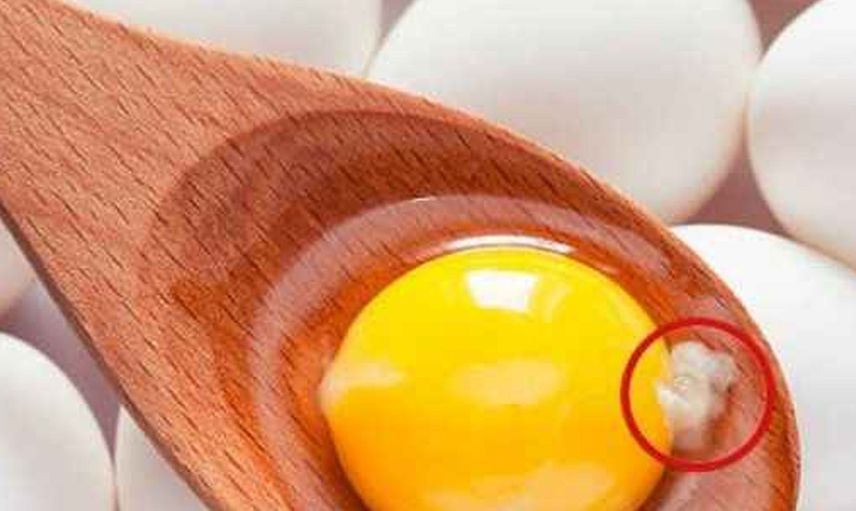 Yumurtanın içindeki ipliğe benzer beyaz şey nedir?