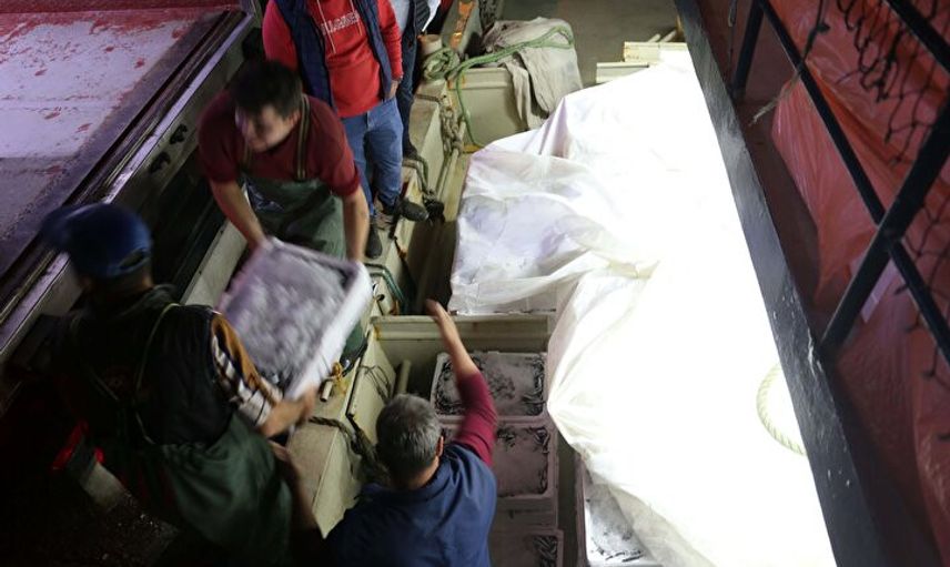 Denizde Hamsi Bereketi: Yüzlerce Kasa Hamsi Avlandı, Kilosu 10-15 TL'ye Düştü!