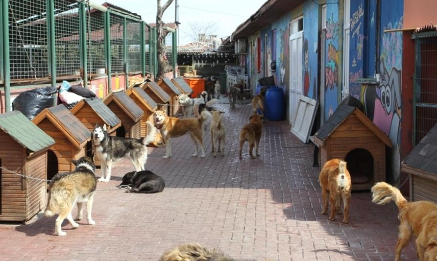 Adana'da Köpeğine Şiddet Uygulayan Kadına Şaşırtan Ceza