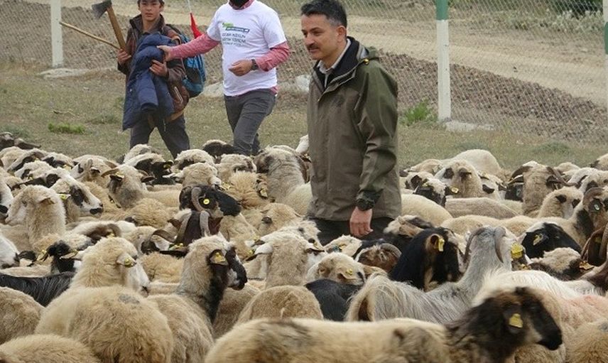 Büyük baş ve küçük baş kurbanlar ne kadar? Türkiye geneli il il 2022 yılı kurban fiyatları belli oldu!