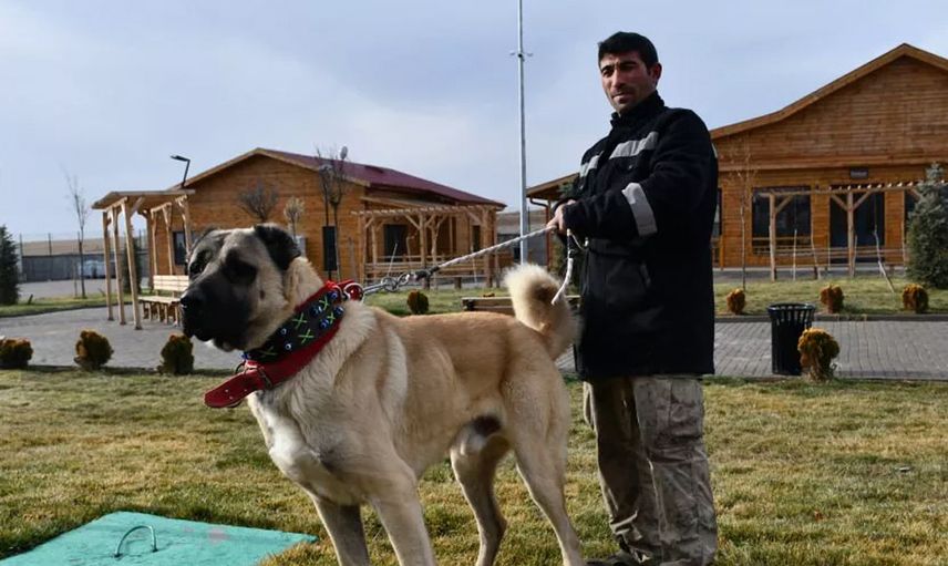 Safkan Sivas Kangalı’nın Bakımı da Sivaslılar Tarafından Yapılıyor