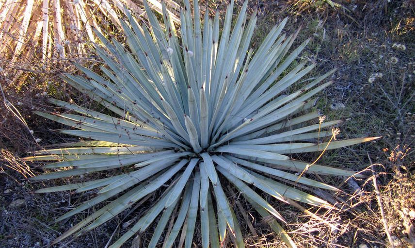 Chapparal