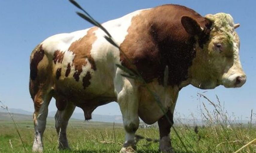 Görenler inanamıyor! 193 cm boyunda olan günde 380 litre su içen bu hayvanı sahibi doyuramıyor...