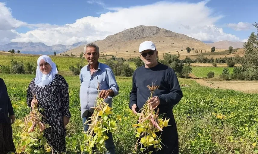 Tufanbeyli'de coğrafi işaretli beyaz fasulye hasadı başladı