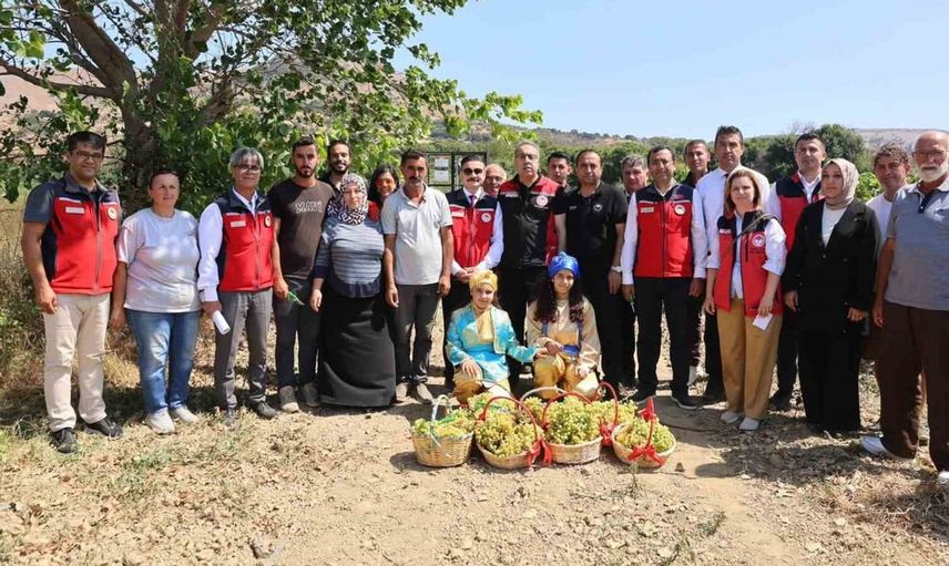 Gökçeada'da üzüm hasadı başladı: Tarım Bakan Yardımcısı sürece dahil oldu
