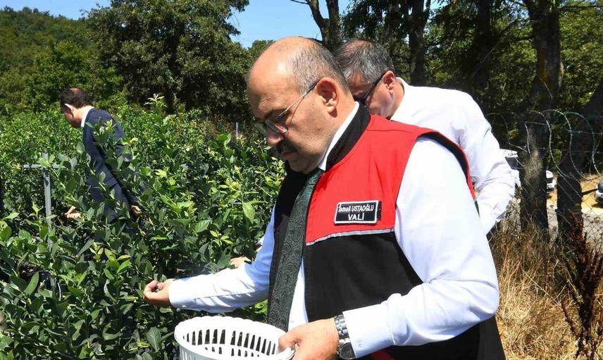 Balıkesir valisi yaban mersini hasadında üreticilerin yanında