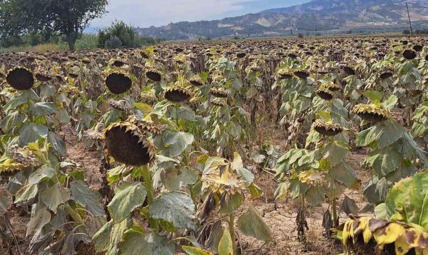 Sarayköy'de tarımsal üretim alanlarına kontrol çalışması