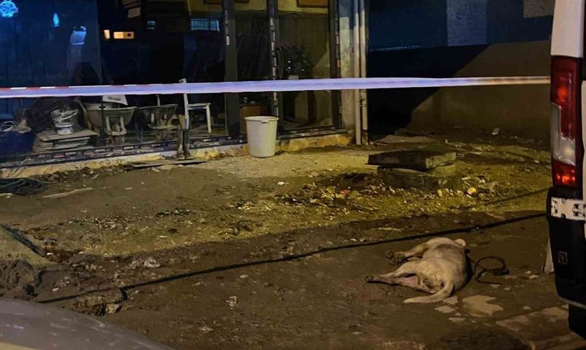 Küçükçekmece'de elektrik akımına kapılan köpek yaşamını yitirdi
