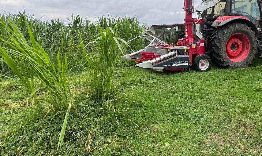 Sinop'ta maralfalfa ile yenilikçi tarım modeli başlatıldı