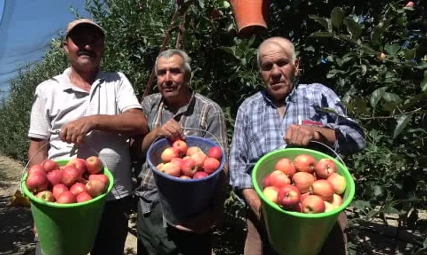 Karaman'da erkenci elma hasadı başladı: Bu yıl rekor rekolte bekleniyor