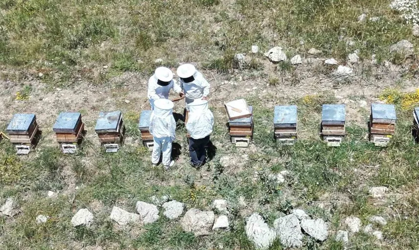 Erzincan'da arıcılar bal hasadına hazırlanıyor