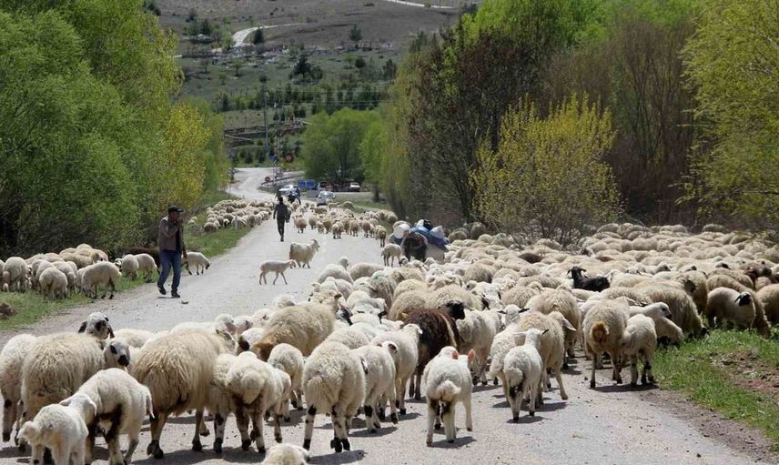 Erzincan yaylacıları yaz sezonunu tamamladı, dönüş yolculuğuna başladı