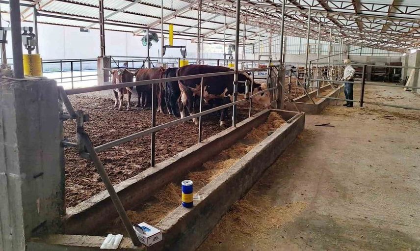 Tavşanlı’da ithal besilik sığırlar kontrol edildi