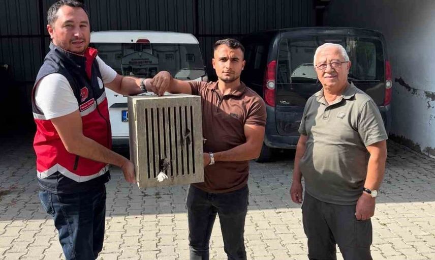Yaralı halde bulunan leylek, koruma altına alındı