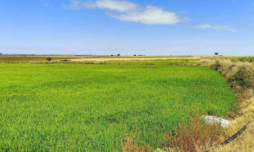 Edirne'de çiftçiler dronla ilaçlıyor, güneş enerjisiyle suluyor