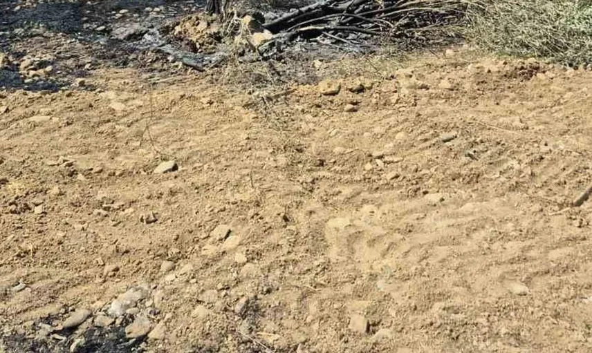Manavgat'ta zeytinlik alanda yangın: 100 ağaç tahrip oldu