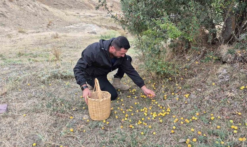Yozgat'ta alıç meyvesinin sezonu başladı: Doğanın sağlığına olan katkılarıyla dikkat çekiyor