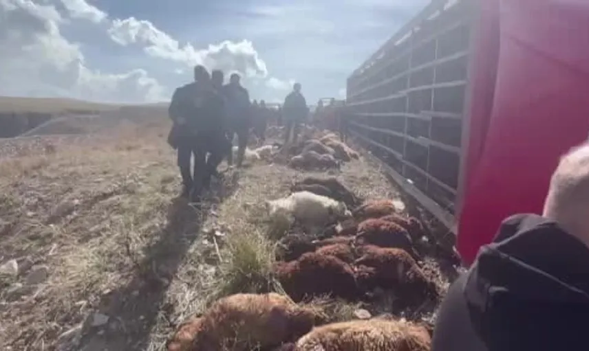 Erzurum'da devrilen tırda 130 küçükbaş hayvan telef oldu