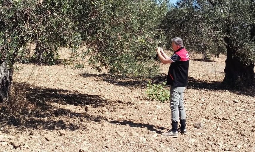 Gömeç'te zeytin hasadı başladı: Üreticiler beklentilerini paylaştı