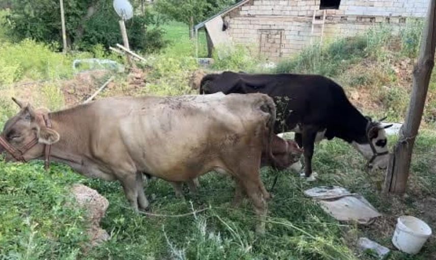 Uçurumdan düşen ineği için gözyaşı döken Ayni teyzeye yardım eli uzatıldı