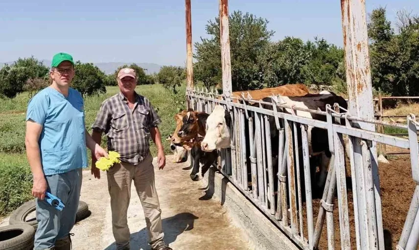 Söke'de büyükbaş hayvanlar için kulak küpesi uyarısı yapıldı