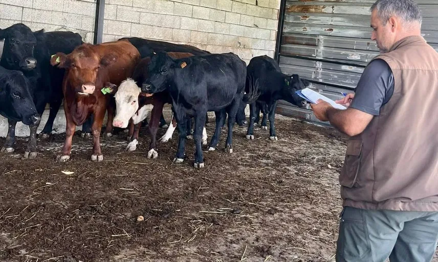 Afyonkarahisar'da hayvancılığa katkı sağlayan kırsalda bereket projesi devam ediyor