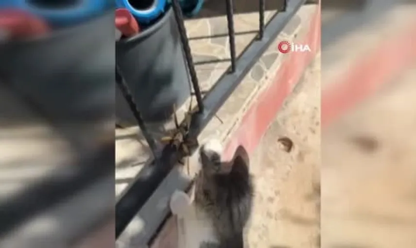Diyarbakır'da kedi, dev çekirgeyle ilginç bir oyun sergiledi
