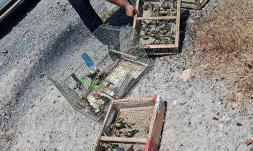 Kahramanmaraş'ta kaçak av operasyonu: 175 saka kuşu doğaya kazandırıldı