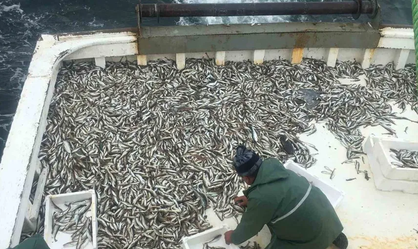 Karadeniz balık sezonu başladı: İlk avdan mezgit çıktı