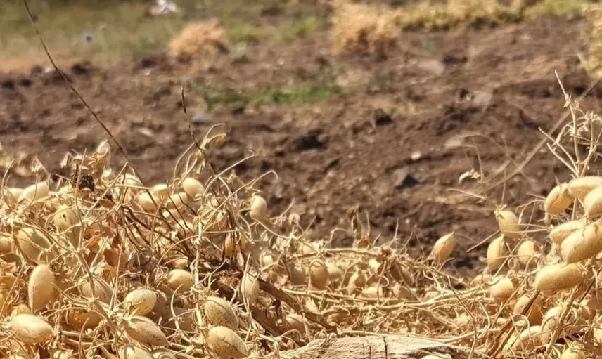 Ağın’da tüylü nohut hasadı umutları yeşertiyor
