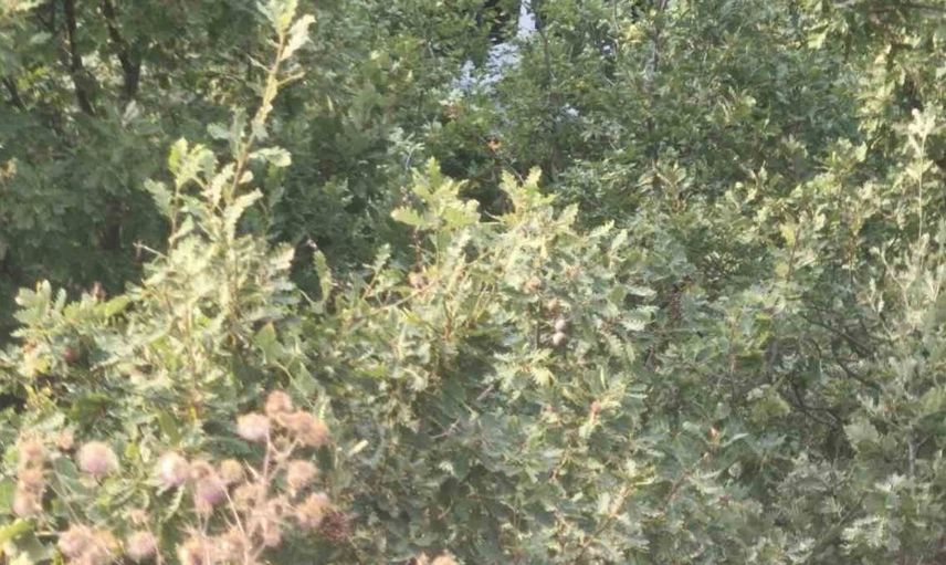 Bingöl’de minibüs şarampole devrildi, 10 kişi yaralandı